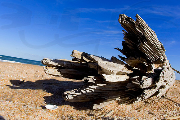 D8DAYSBEACH28001JT