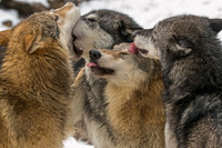 Animals
