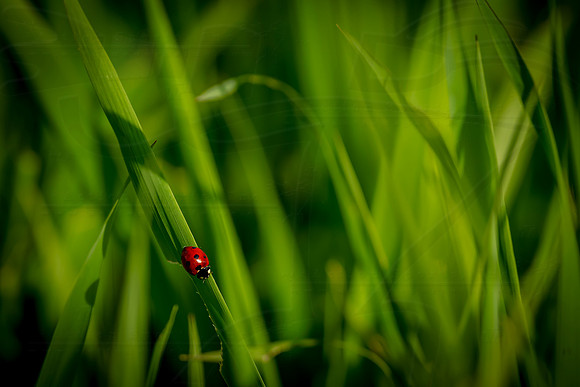 D230707FSMG66402WGA