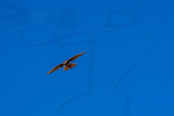 D230707FSMG65844WGA