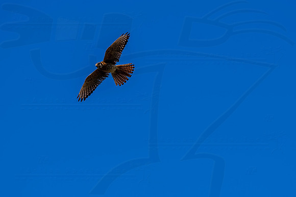 D230707FSMG65849WGA