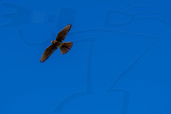 D230707FSMG65848WGA