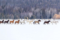 Animals