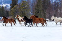 Animals