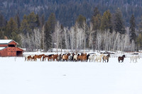 Animals