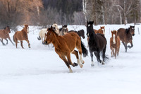 Animals
