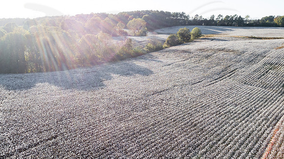 D1710OCT8065WGAd