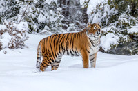 Animals