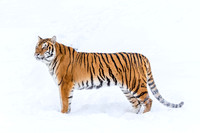 Animals