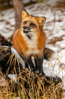 Animals