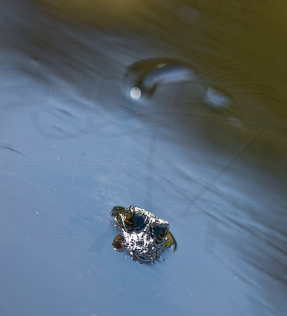 Da8MIA4226WGA