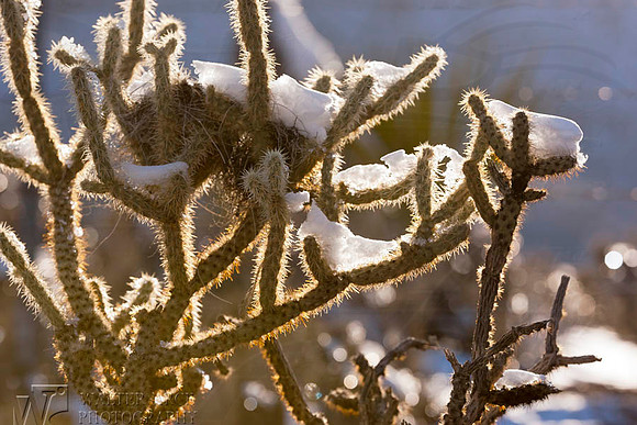 Snow Covered Desert