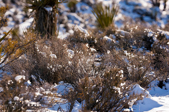 Snow Covered Desert