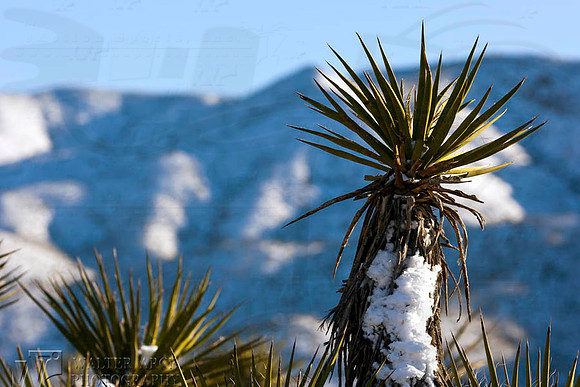 Snow Covered Desert